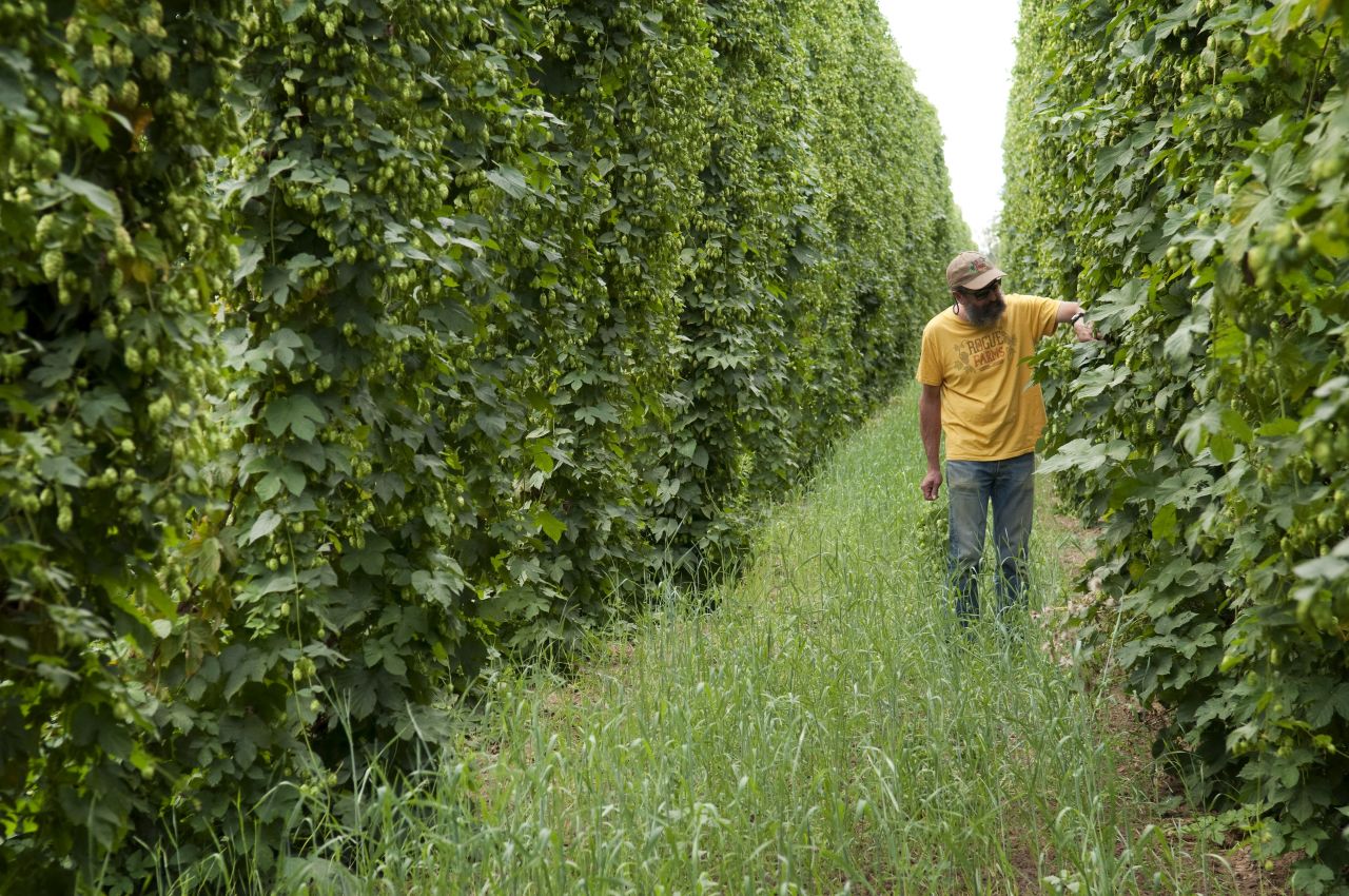 Rogue Brewing brewmaster John Maier inspects his hops at Rogue Farms in Independence, Oregon. Rogue uses fresh-picked Yaquina hops in its <strong>Rogue Wet Hop Ale</strong>.