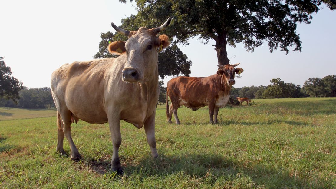 Like all ruminant animals, cattle burp methane as they digest grass. 