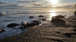On September 16, 2015, the U.S. Fish and Wildlife Service, Alaska Region, received a report that approximately 25 walrus, including calves, had been killed on the coast of Alaska, near Cape Lisburne, and that some were missing tusks.