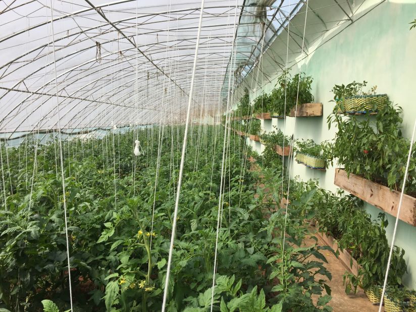 One of North Korea's very first greenhouses, first visited by Kim Il Sung more than three decades ago, and again by his grandson Kim Jong Un recently, is pictured. This greenhouse provided a model for year-round indoor farming to allow North Korea to grow vegetables throughout the warm, humid summers and cold, dry winters.