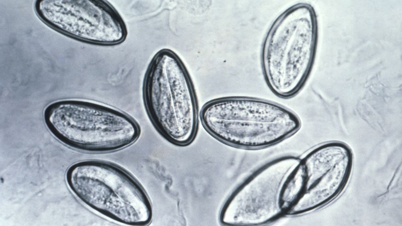 Pinworm infections occur when people swallow the worm eggs. 