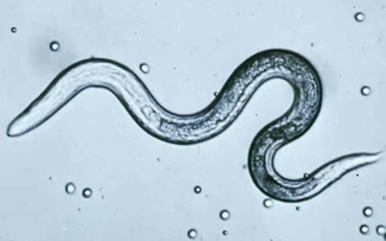 tapeworm in dogs microscope