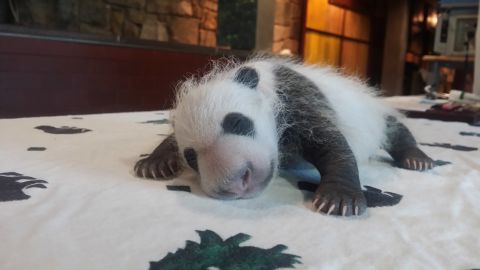 Baby Bei Bei in September 2015.