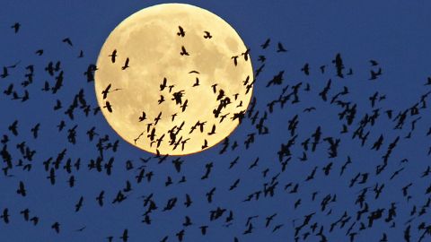A flock of birds flies by as the supermoon rises in Mir, Belarus.