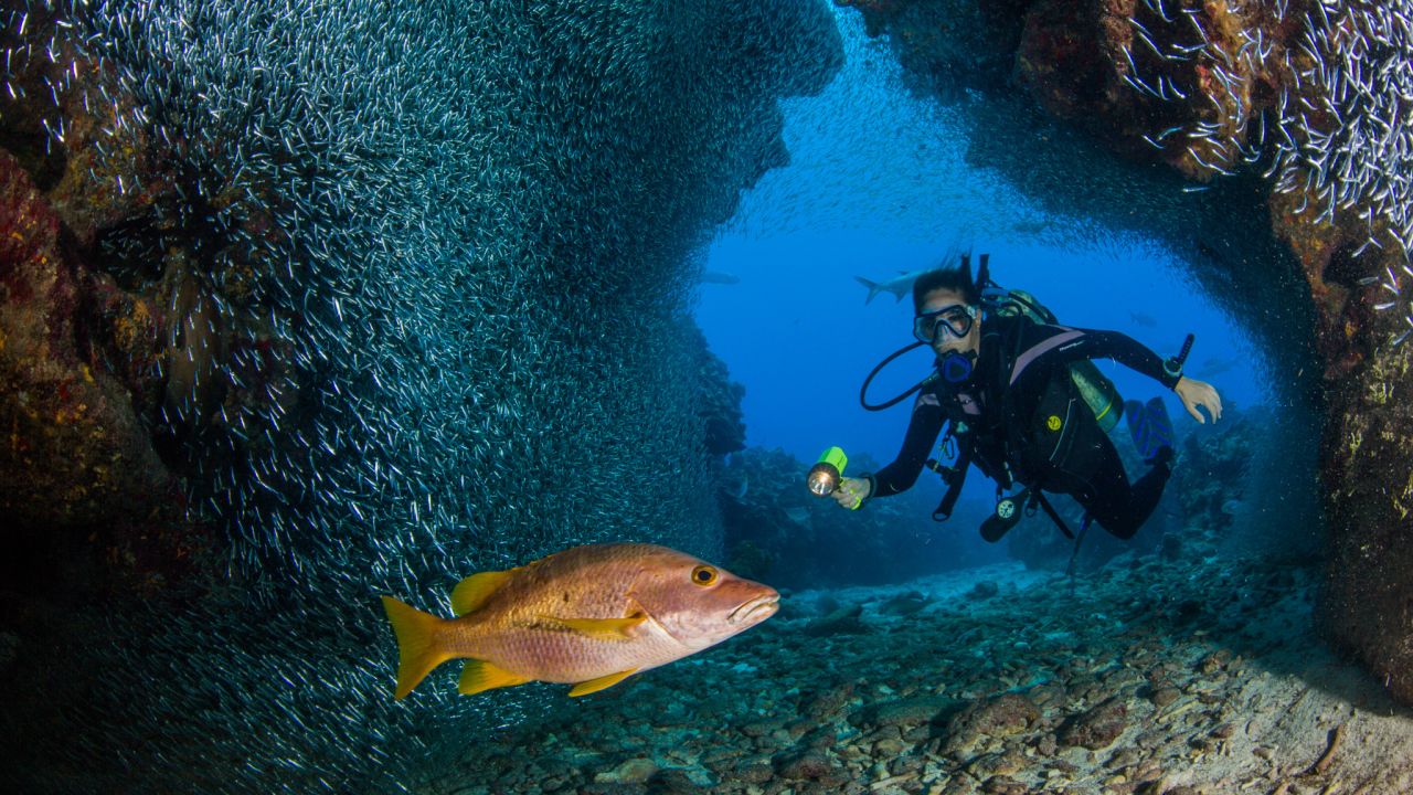 The government of Grand Cayman is considering a huge pier development plan. If it goes through, it may very well destroy the area's acres of living coral reef.