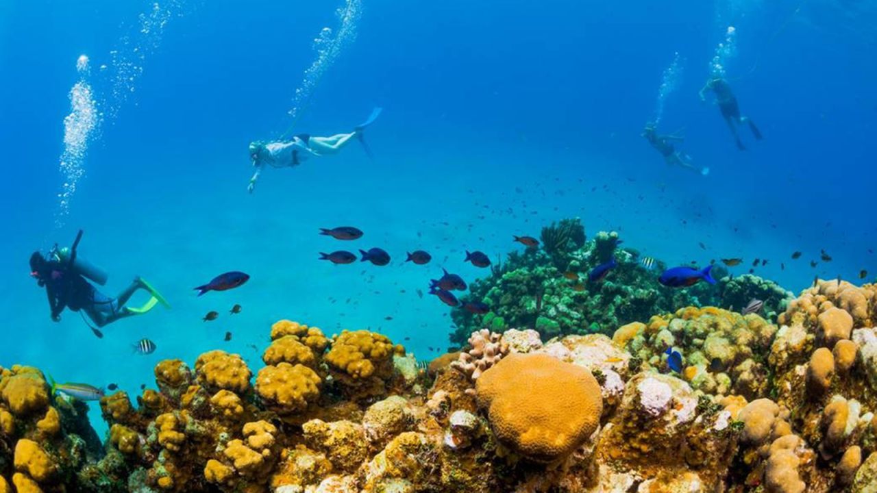 Some people imply that Grand Cayman's coral reefs can be relocated. But there's a problem: relocating entire coral reefs is impossible. It can't be done, and the proponents of the pier project who suggest otherwise are wrong. 