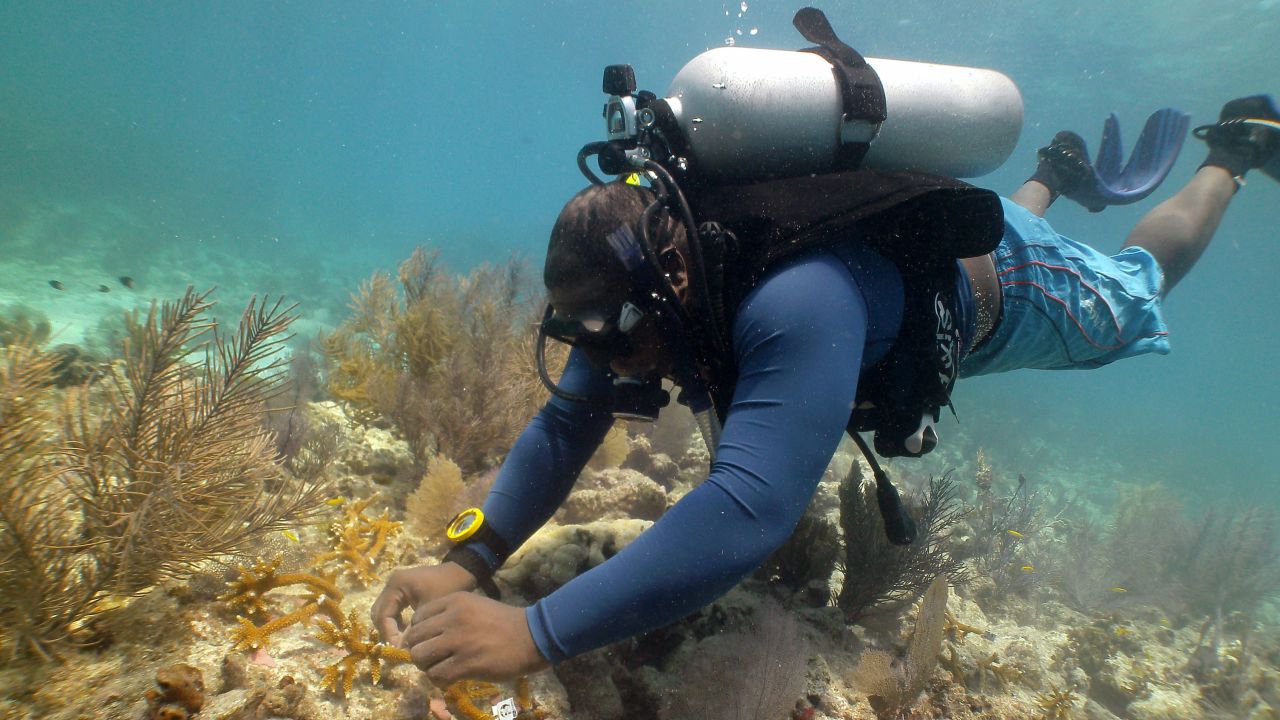 A diver transplants colonies of the branching staghorn coral to reefs in the Florida Keys.