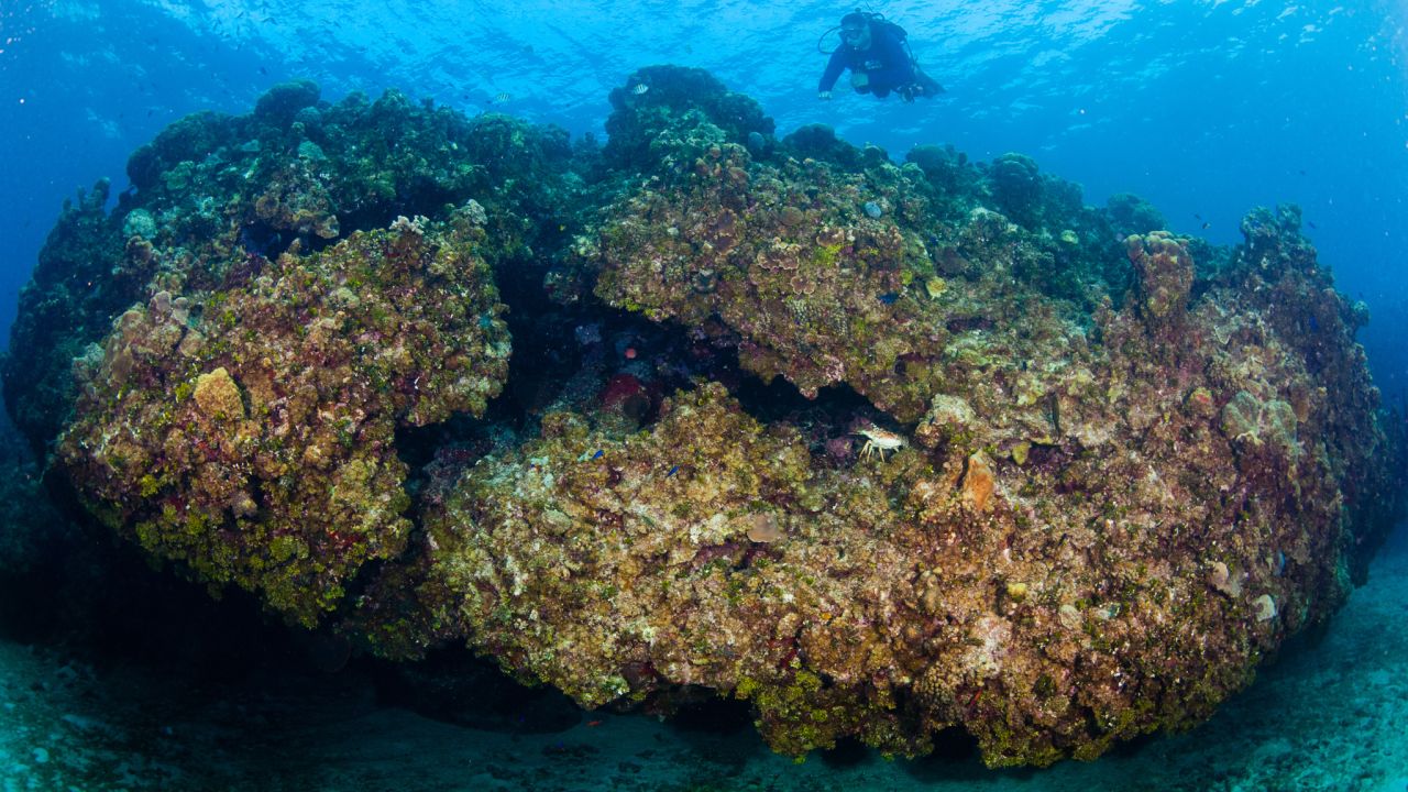 Coral reefs are large, complex three-dimensional structures that form over thousands of years, but only when biology, geology, chemistry and physical factors align under special circumstances.