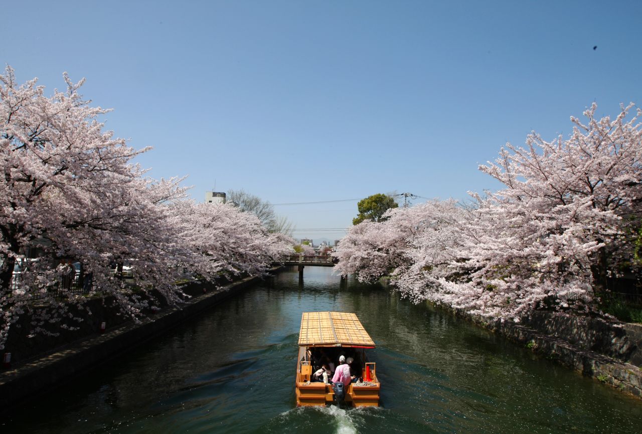 Every spring, Japanese celebrate cherry blossoms by gathering and picnicking at parks while admiring the pink blossoms.