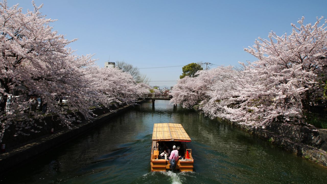 Every spring, Japanese celebrate cherry blossoms by gathering and picnicking at parks while admiring the pink blossoms.