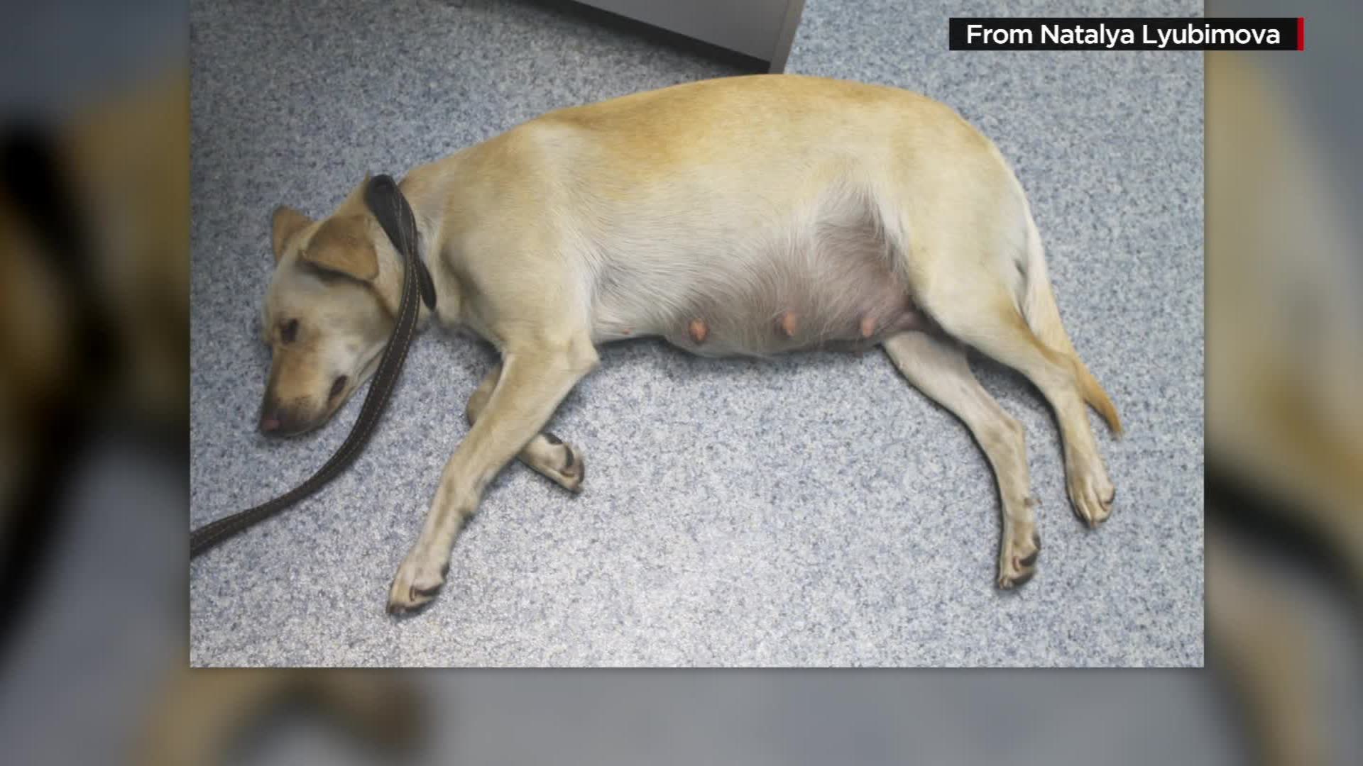Pregnant dog buried alive beneath sidewalk for two days | CNN