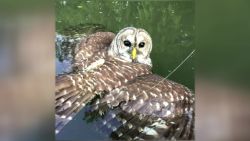 owl caught in fishing lure austin texas_00000119.jpg