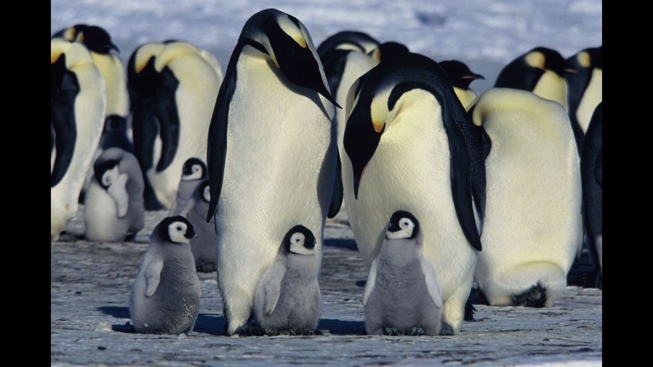 <strong>"March of the Penguins":</strong> Morgan Freeman narrates this documentary about the emperor penguins' march to their breeding ground. <strong>(Amazon Prime) </strong>