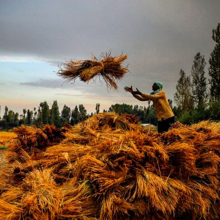 <a href="https://instagram.com/umarmeraj/" target="_blank" target="_blank">Umar Meraj</a>, another Kashmir-based video journalist, captured this beautiful shot of the paddy harvest on the outskirts of Srinagar. <br /><br />"It was around 6:45 PM, I was heading back to the office after an assignment. It was cloudy and suddenly the sun shone -- it was a nice light and the paddy was adding color to it," said Meraj.<br /><br />"Agricultural land is shrinking at an alarming rate in Kashmir valley. At the current rate, 5,550 hectares per year, Kashmir is set to lose all of its paddy land in the next 25 years."<br /><br />Instagrammer <a href="https://instagram.com/abirladianu/" target="_blank" target="_blank">Alexandra Birladianu</a> said: "I love the colors, the motion, the fluidity. It's like I am witnessing the farmer throwing the hay in real time, coming to life in front of me."
