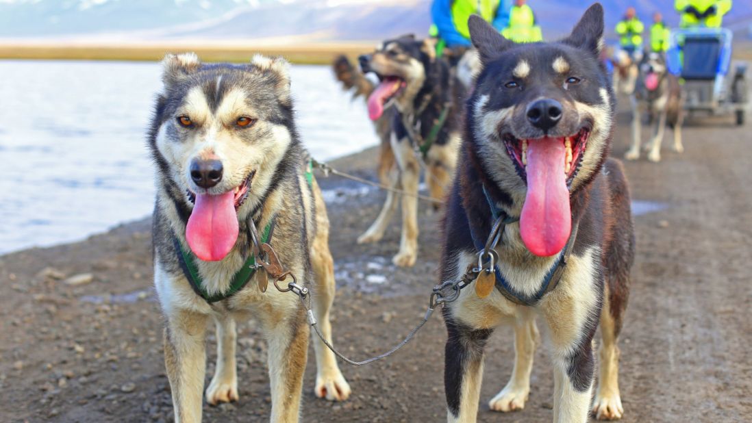 Huskies are just one of the species students might meet at UNIS. Students have had close encounters with reindeer and polar bears. A rifle is required by law for anyone leaving Longyearbyen. 