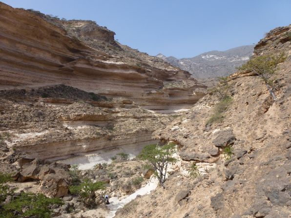 "Perhaps most famously of all, this is also the home of one of the world's most significant plants --  the revered Frankincense tree," said Anderson of the fragrant plant (pictured) which grows in drier conditions outside of the monsoon season.<br /><br />"The tree has been the cause for celebration, revelation and trade for millennia," he added. <br /><br />And once Salalah's monsoon is over, the landscape will return almost immediately to its dusty former self. A bit like magic. 