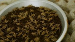 first edible cricket farm 06