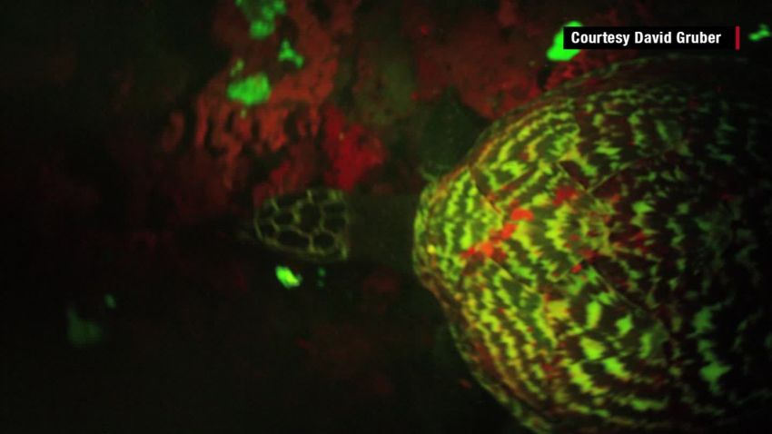biofluorescent turtle discovered glowing reptile solomin islands orig_00000804.jpg