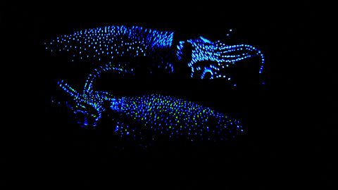 Each year, Watasenia scintillans, or firefly squid, rise up from the deep waters off the coast of Japan to mate. 