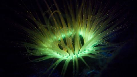 Tube anemone display multiple different colors, making them a popular feature of home aquariums. 