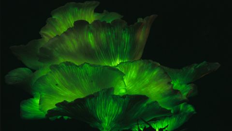 Sea creatures aren't the only thing that glow. Some fungi do, too. Omphalotus nidiformis or ghost fungus is primarily found in Australia. It uses a bioluminescence technique certain organisms have developed to create energy, in the form of light, through a chemical reaction.