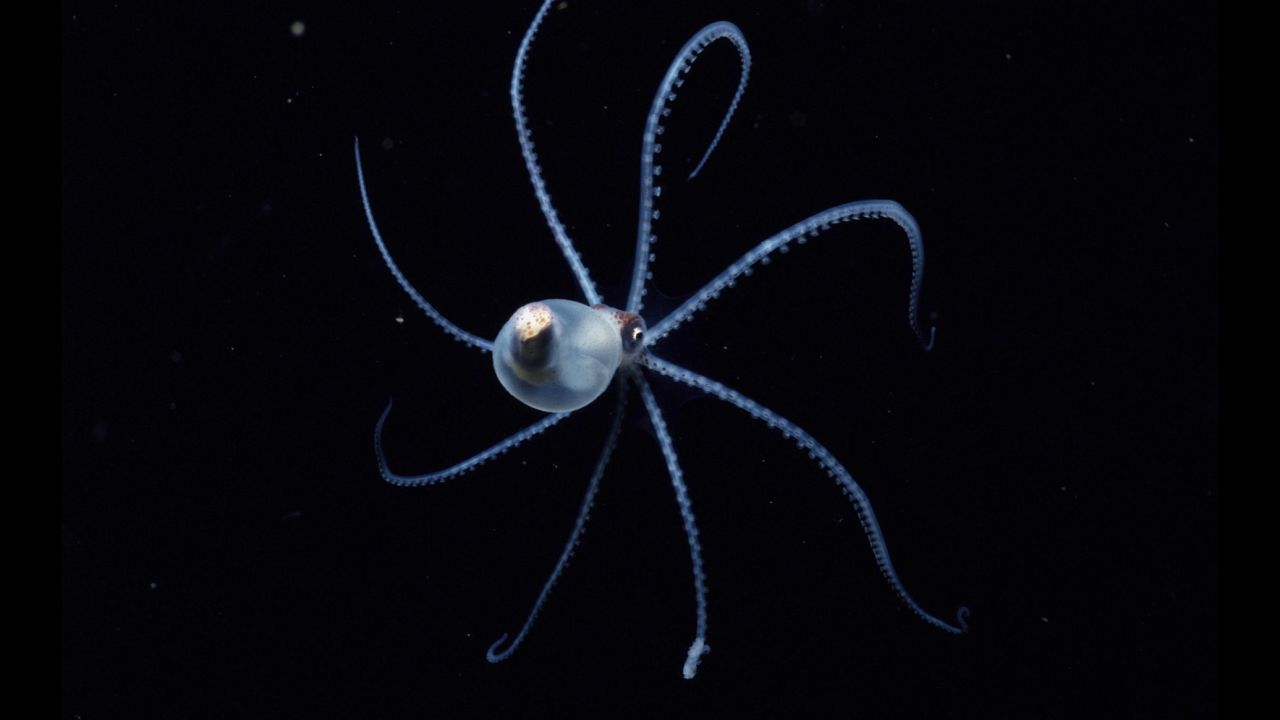 The pelagic octopus or open-ocean octopus is mainly found in Hawaii. Documentary filmmaker Martin Dohrn developed a special camera to catch bioluminescence because he says it was "...designed to function at the very limits of animal vision, which is far beyond the limits of most cameras."
