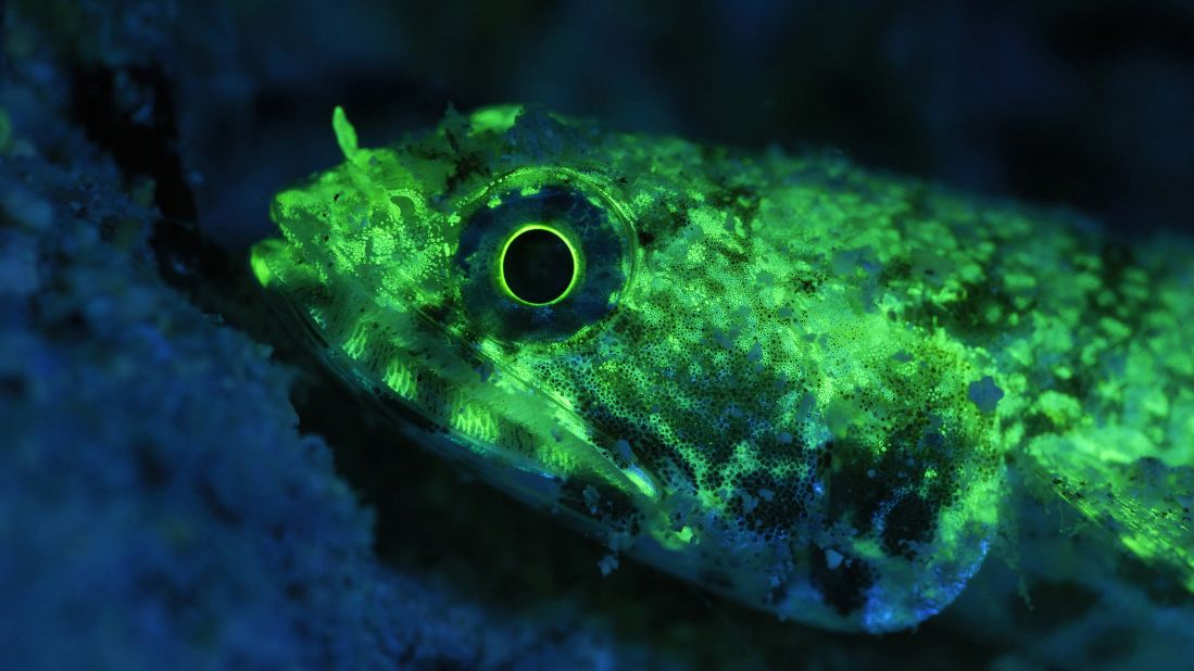 Does the fluorescent lizardfish glow to communicate with other fish? There is a light show in the ocean that you may not be able to see, but many fish can. The discovery of what is hidden from human eyes -- biofluorescence in 180 species of fish -- brings up this and many questions for researchers.