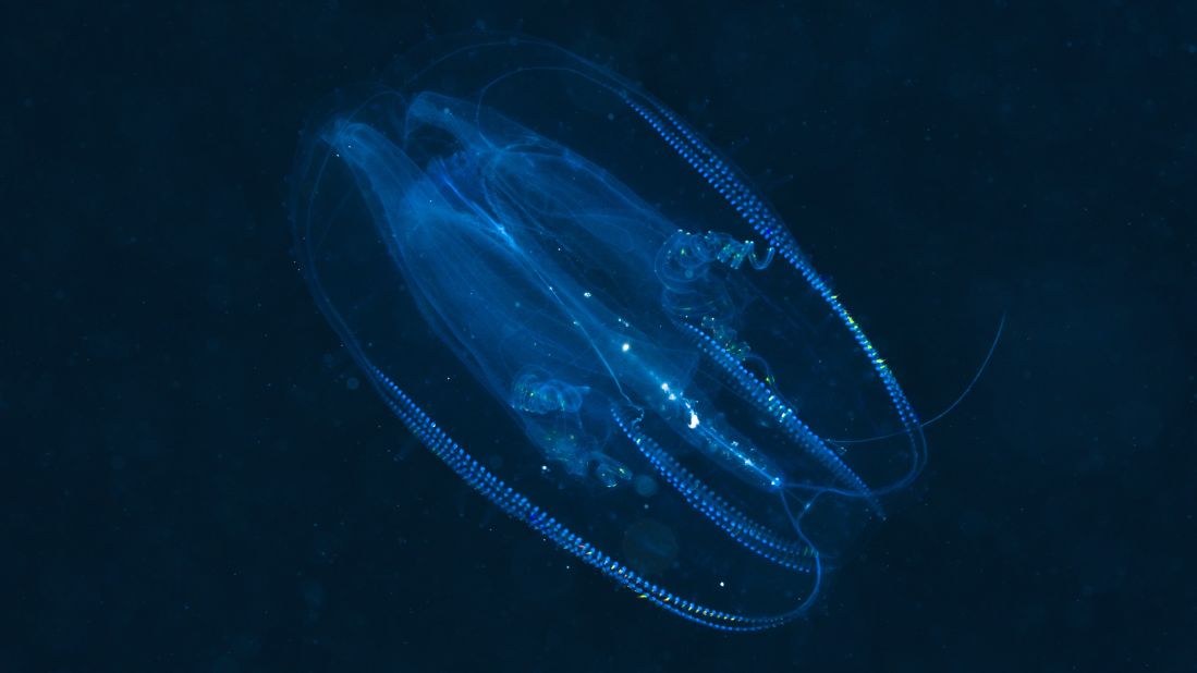 A Scientist Reveals the Bioluminescent Magic of the Deep-Sea World - Yale  E360