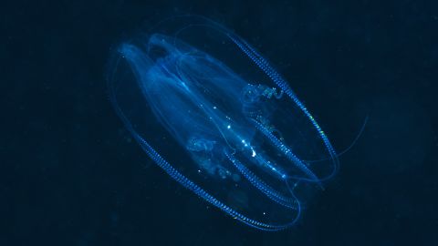 Comb jellyfish, which evolved more than 500 million years ago, can emit and reflect light, according to the <a href="https://www.genome.gov/27551984" target="_blank" target="_blank">National Human Genome Research Institute</a>. 