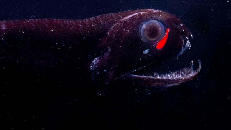 Instead of only producing blue light like most other bioluminescent marine animals, the dragon fish emits a red light as well. Although red light doesn't travel as far, it lets the dragon fish see its prey undetected. 