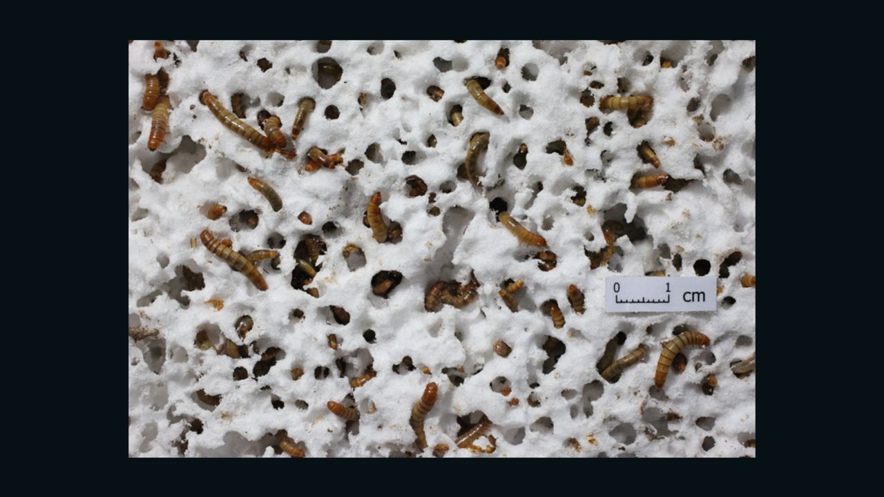 It's mealtime for these mealworms, which researchers have found are able to eat Styrofoam. The waste they produce from these dubious snacks is biodegradable.