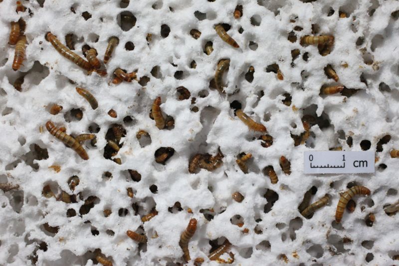 Mealworms may help fight our plastic waste problem CNN
