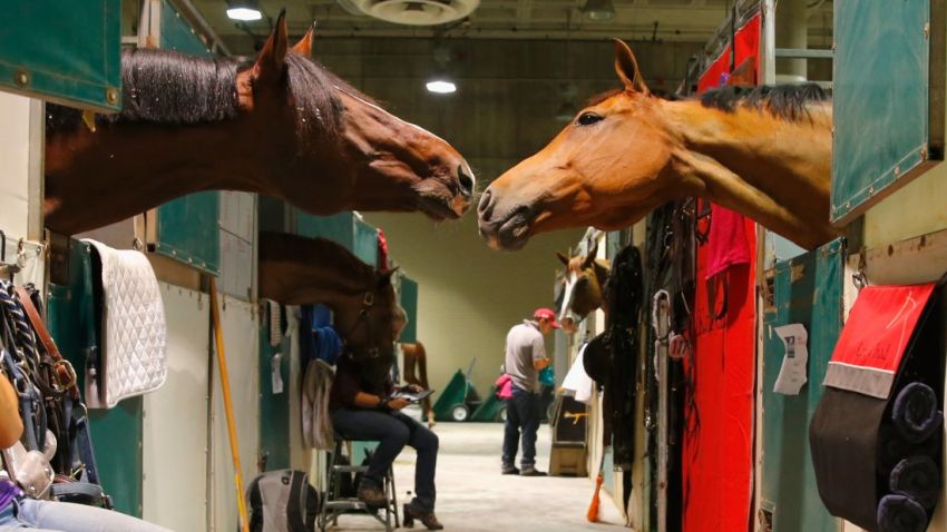 LOS ANGELES, CA - SEPTEMBER 25:  Horses are seen in the stables during the Longines Los Angeles Masters at Los Angeles Convention Center on September 25, 2014 in Los Angeles, California.  (Photo by Joe Scarnici/Getty Images for Masters Grand Slam Indoor)