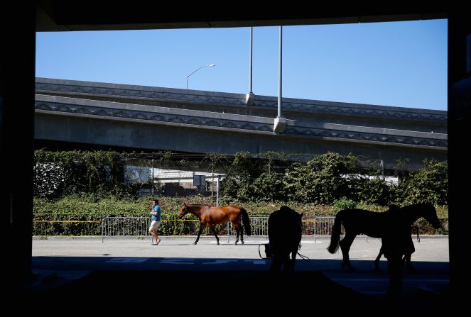 Horses being guided to their temporary stables outside the convention center.