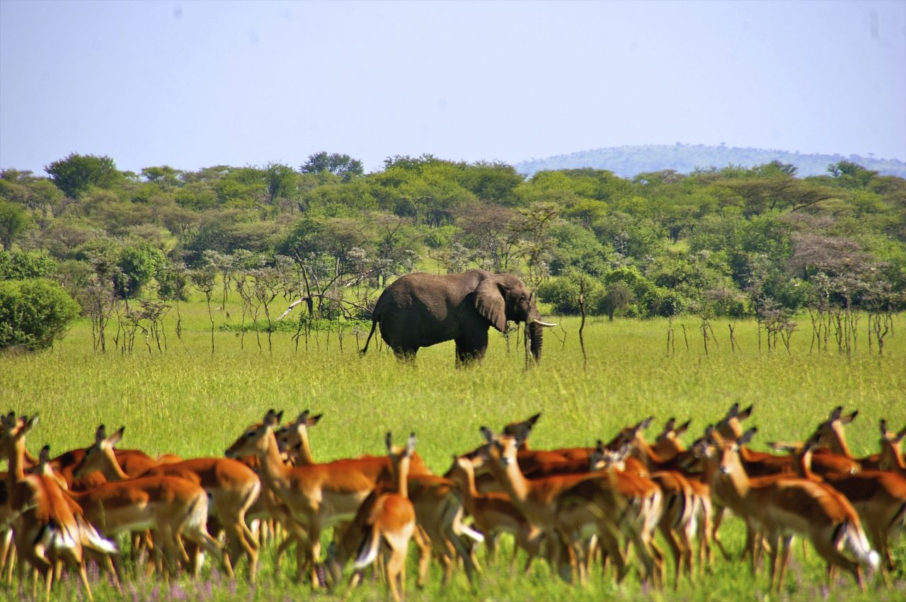 Africa's largest wildlife reserve, the 48,000 square kilometer Selous Game Reserve, is home to a cornucopia of Tanzania's indigenous wildlife. Visit the country's largest protected area to see lion, leopards, elephants, buffalo, and black rhino among other wild and wonderful creatures. 