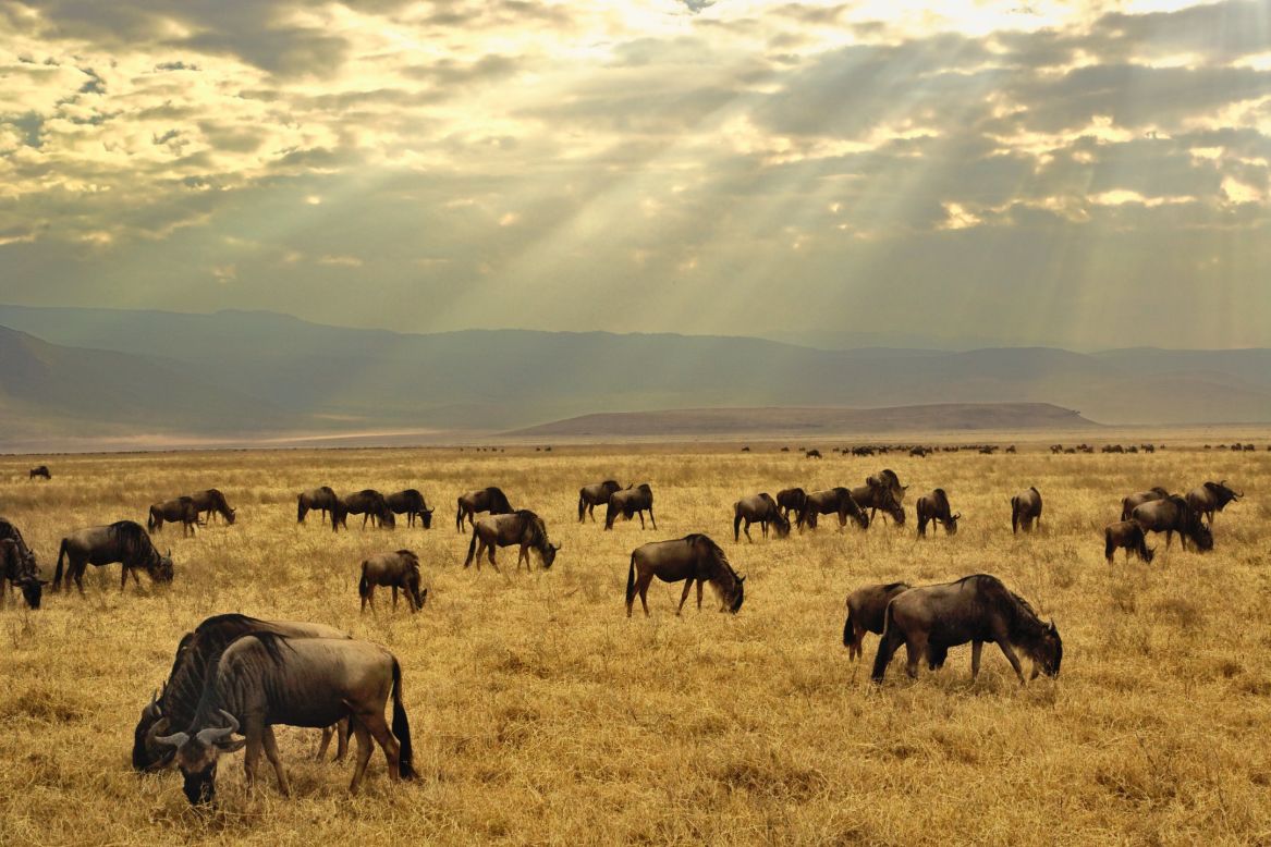 Sometimes called "Africa's Garden of Eden," the Ngorongoro Crater is a 12-mile-wide ecosystem within an ecosystem that was created by a massive collapse of land following a volcanic eruption. Labeled one of the seven natural wonders of Africa, the crater sits at 5,900 feet above sea level and evidence suggests hominids have lived in the wider conservation area for over 3 million years. Near Arusha in the north of Tanzania, it is one of the world's most unchanged wildlife sanctuaries. 