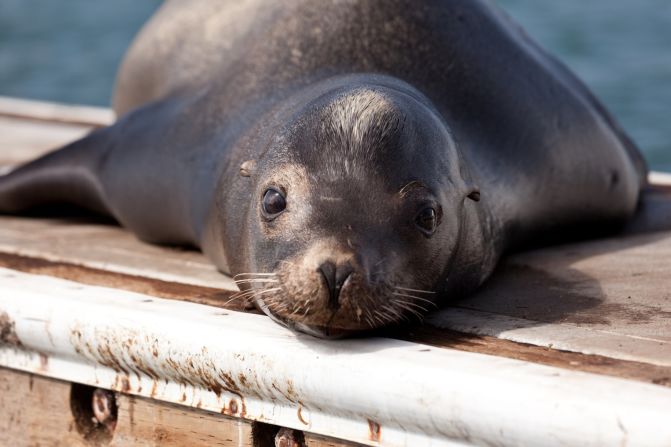 W56.19XA Bitten by sea lion, initial encounter