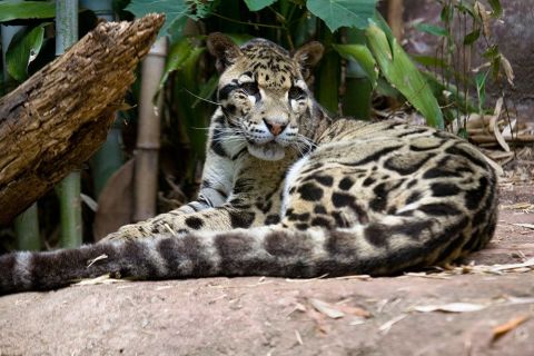 Researchers also extracted skin cells from clouded leopard Moby. Moby was euthanized at Zoo Atlanta in 2013 after being sick for months.