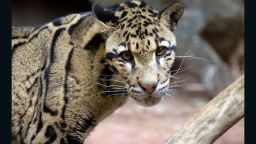 Researchers at the University of Georgia's Regenerative Bioscience Center extracted skin cells from Clouded leopard "Moby." They believe the "frozen zoo" of stem cells they are creating will someday allow for easily breed and repopulate endangered species. Moby was euthanized in 2013 after suffering several months of age-related complications.