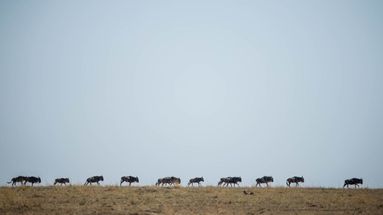 A herd of wildesbeest walks along the skyline towards the Mara River. Each year, hundreds of thousands of wildebeest, zebra and other animals migrate between Tanzania's Serengeti and Kenya's Masai Mara.