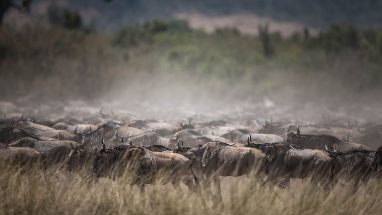In Kenya's Masai Mara game reserve, safari guides hope the world's first live web broadcast of the annual Great Migration will help boost the country's tourism industry. Here a large group of wildebeest is shrouded in dust as it gathers near the Mara River.