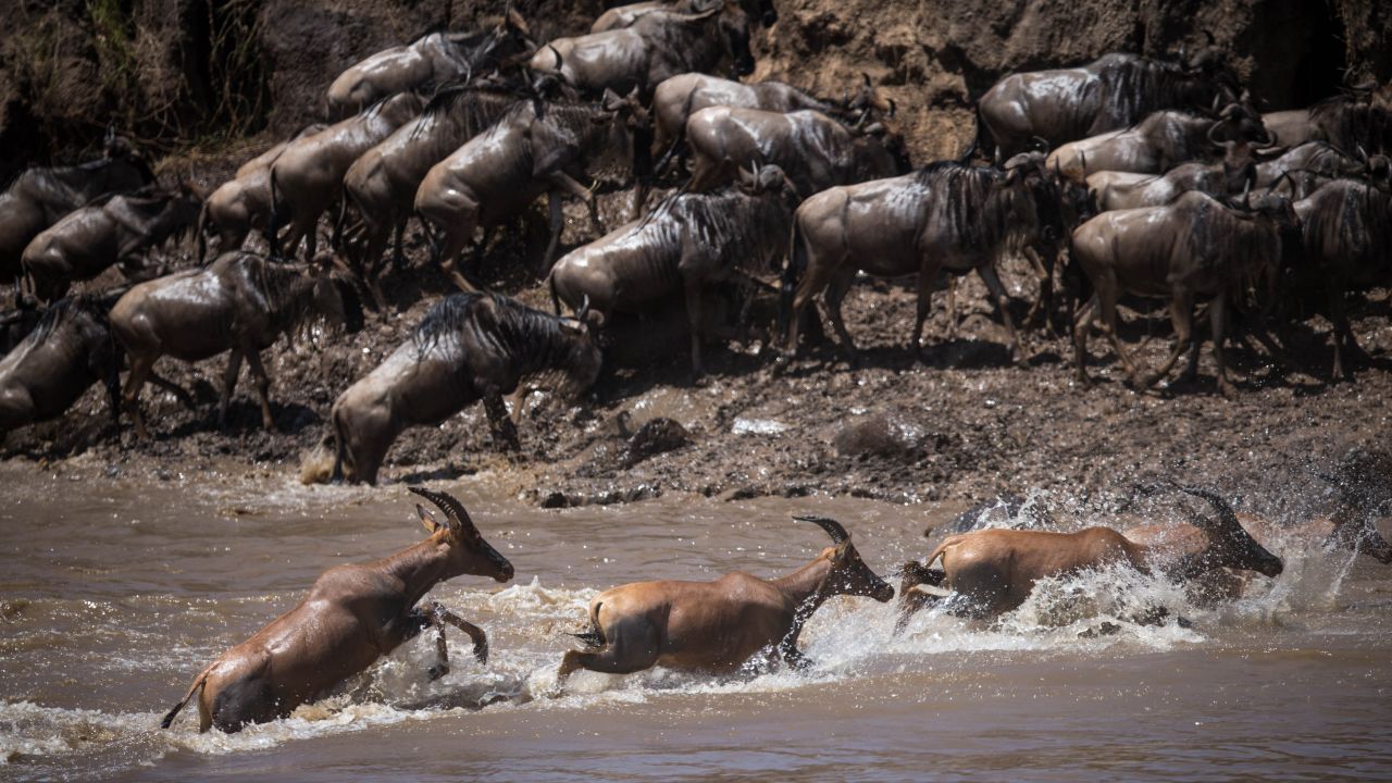 The migration is a continuous cycle that sees the animals travel thousands of kilometers and is known as one of the seven natural wonders of the world.