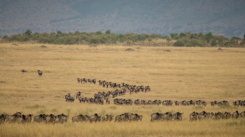 This year, safari guides are using live streaming platforms such as Periscope or YouTube to bring the migration to the world. The guides narrate what they see, showing viewers lions as they kill, wildebeest crossing rivers, and elephants as they browse.