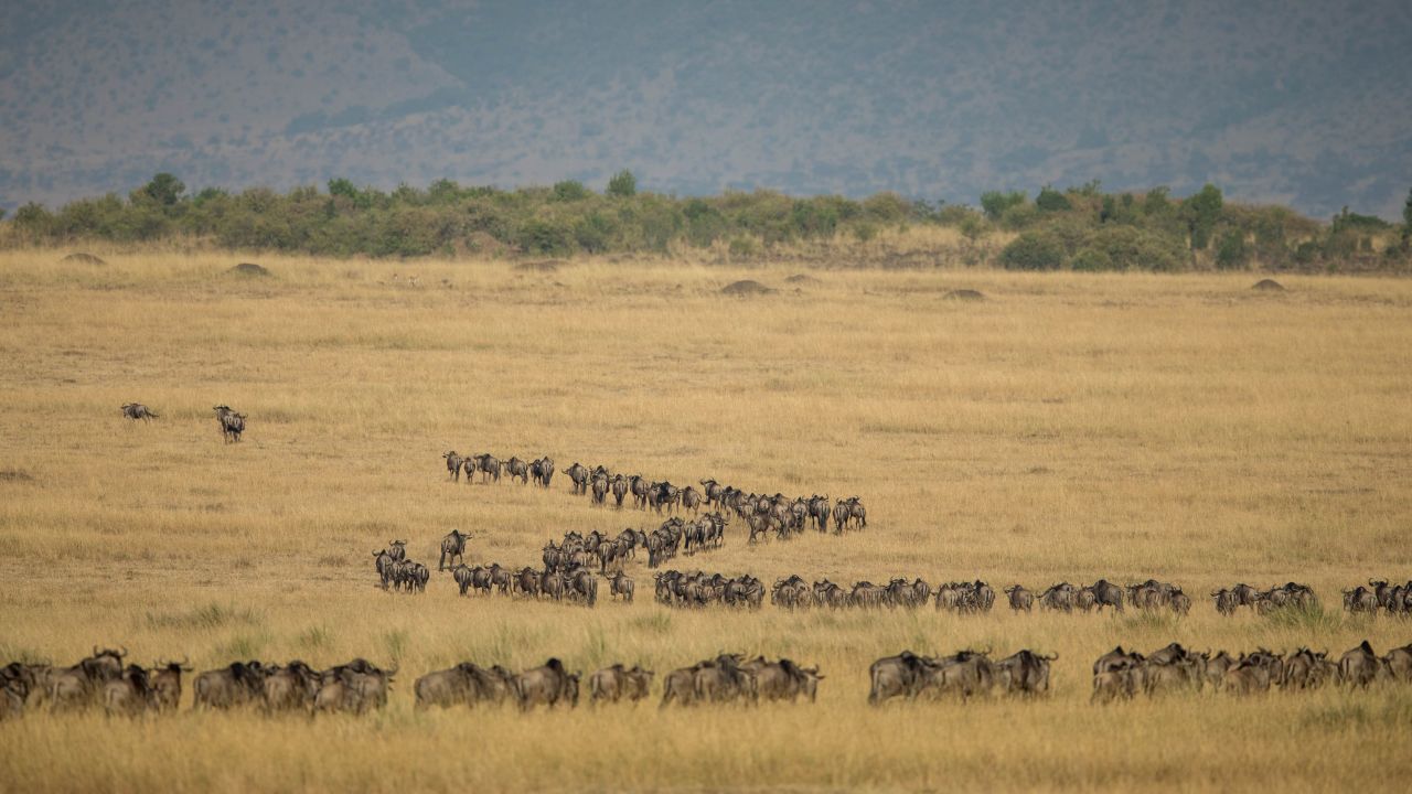 This year, safari guides are using live streaming platforms such as Periscope or YouTube to bring the migration to the world. The guides narrate what they see, showing viewers lions as they kill, wildebeest crossing rivers, and elephants as they browse. 