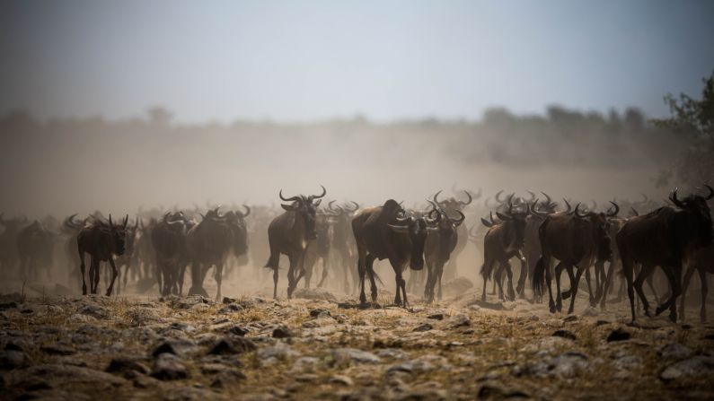 During the live web broadcasts, viewers are invited to ask the safari guides questions. So far these have included simple queries, such as: "What do elephants eat?"