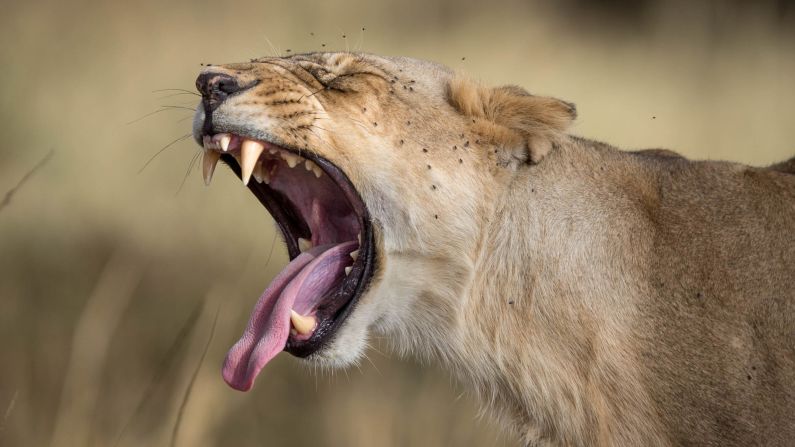 A member of a group of lions known as the Marsh Pride yawns having woken from an afternoon nap in the shade of a tree in the Masai Mara. The live broadcasts are a push by the Kenya Tourism Board's "Make It Kenya" initiative to showcase the country's best to the world.