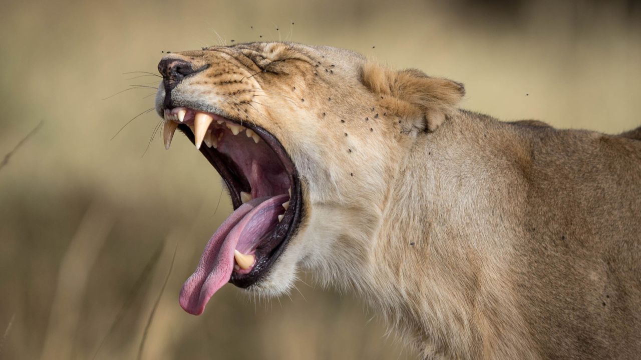 A member of a group of lions known as the Marsh Pride yawns having woken from an afternoon nap in the shade of a tree in the Masai Mara. The live broadcasts are a push by the Kenya Tourism Board's "Make It Kenya" initiative to showcase the country's best to the world. 