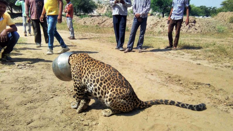 People in India's Rajsamand District stand around a leopard that got its head stuck in a pot on Wednesday, September 30. The leopard's head got stuck when it attempted to drink water from the pot, according to reports. Officials tranquilized the animal and sawed off the pot later in the day.