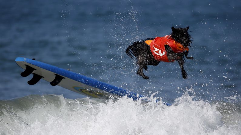 A dog wipes out during the Surf City Surf Dog Contest in Huntington Beach, California, on Sunday, September 27.
