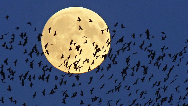 A flock of birds in Minsk, Belarus, flies in front of a <a href="http://www.cnn.com/2015/09/24/us/supermoon-eclipse-blood-moon-sunday-feat/" target="_blank">"super moon"</a> late on Sunday, September 27. A "super moon" is a full moon that appears larger because it's at perigee, the closest point of its orbit with Earth. <a href="http://www.cnn.com/2015/09/25/world/gallery/week-in-photos-0925/index.html" target="_blank">See last week in 40 photos</a>